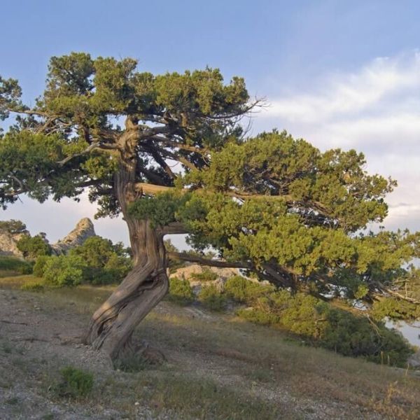 arbre genévrier