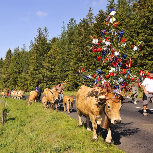transhumance des vaches en aubrac