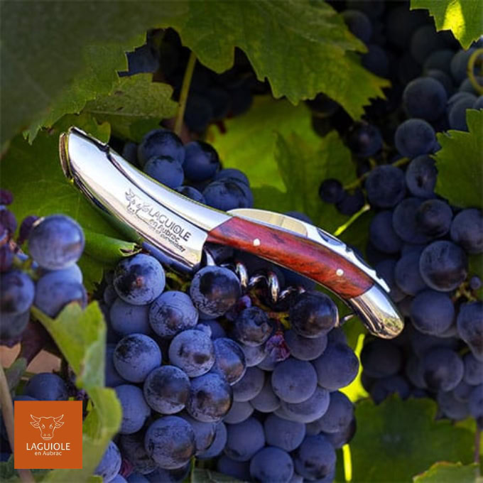sommelier laguiole en aubrac sur grappe de raisin
