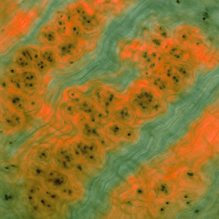 loupe de marronier rouge et vert