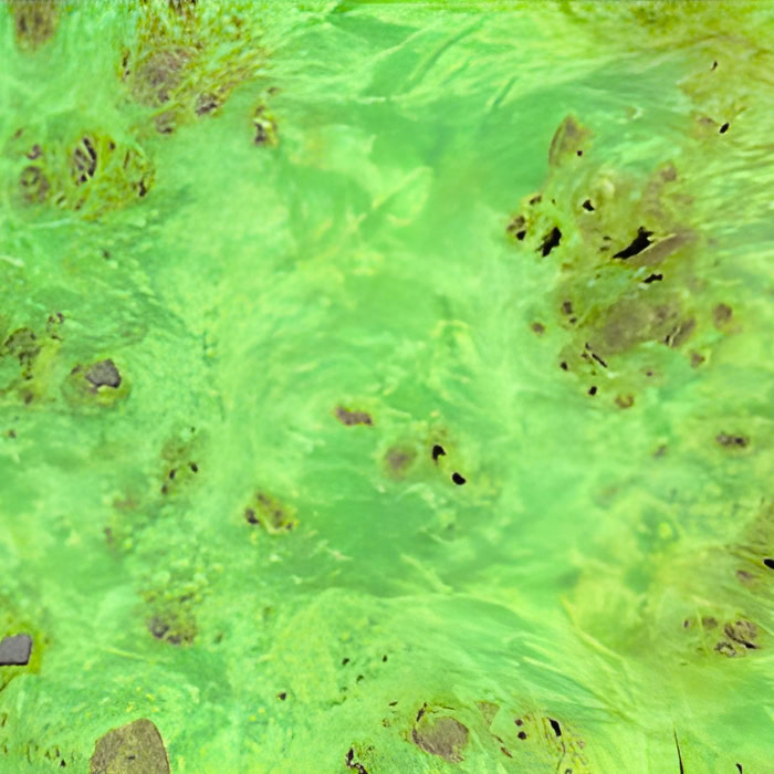 loupe de peuplier vert pomme