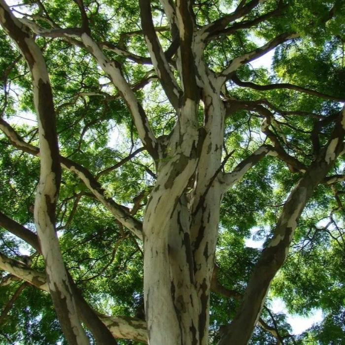 bois de fer arbre