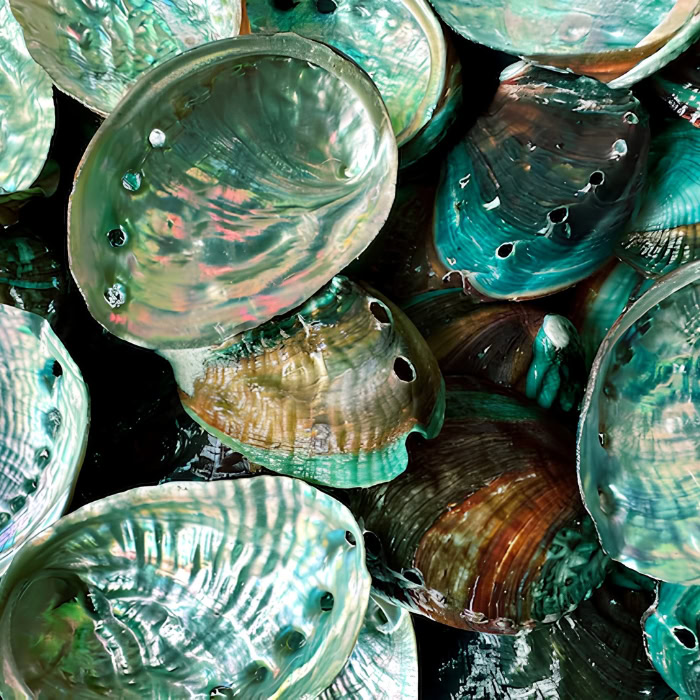 coquilles ormeaux